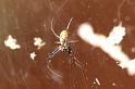 Nephila_edulis_D3550_Z_82_Mt Florence station_Australie